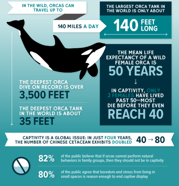 A visual representation of the orca captivity debate An orca swimming in a confined pool at a marine park